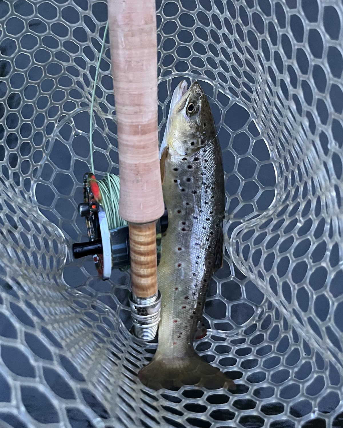 A wild brown trout resting in a rubber landing net beside a cork rod grip and hand-painted reel